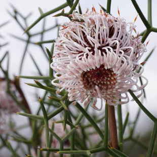 Isopogon teretifolium